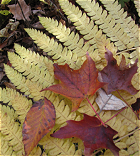 Leaves on Shawmut Trail
